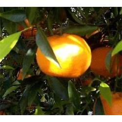 Mandarines Biologiques – 17 Kg