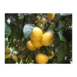 Pompelmi Gialli Biologici - 10 kg